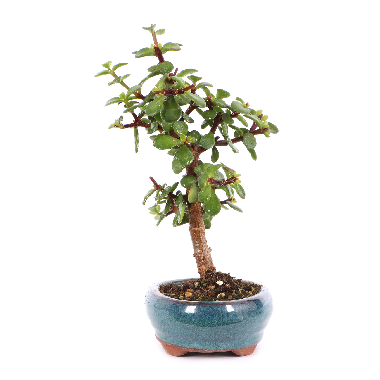 Portulacaria afra