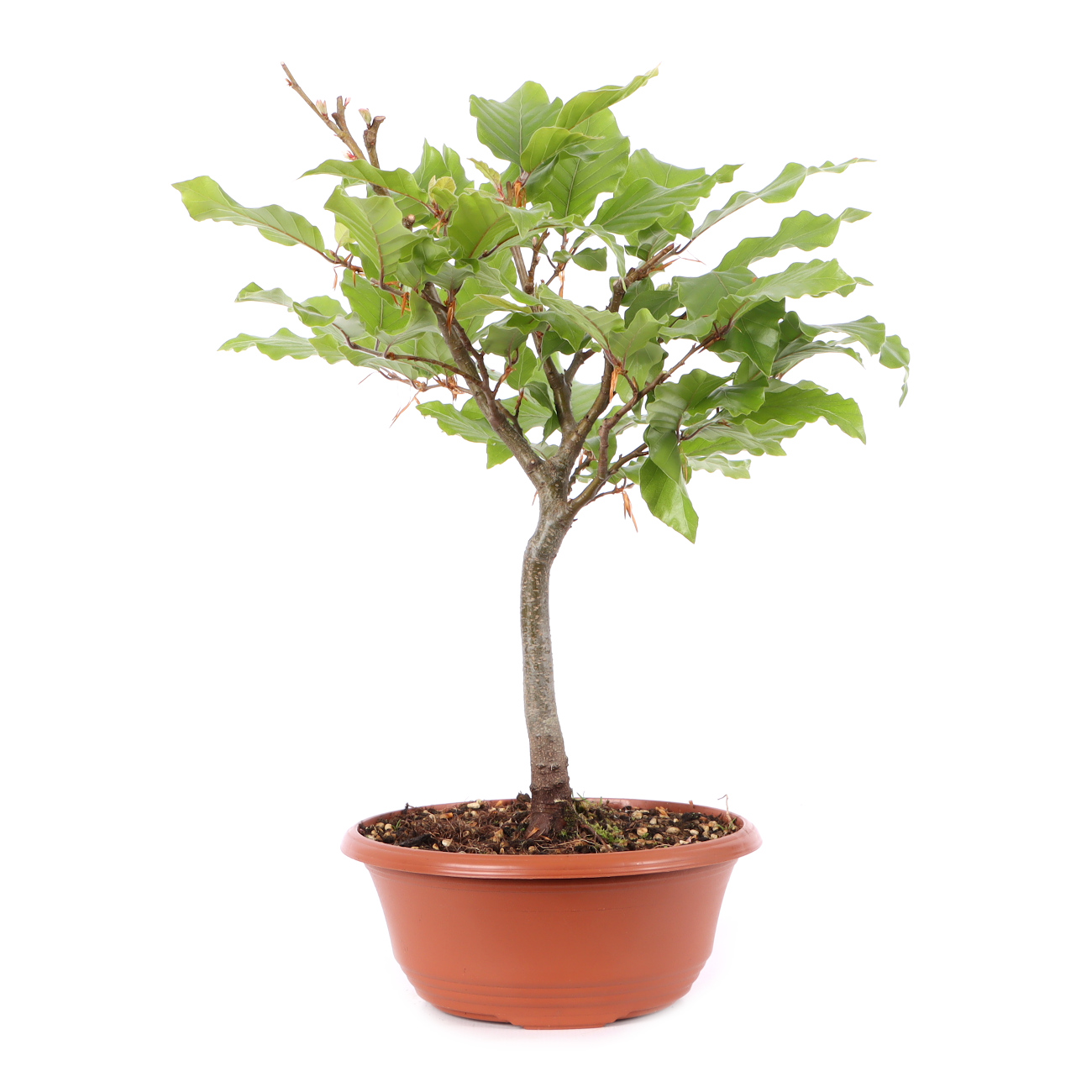 Fagus sylvatica