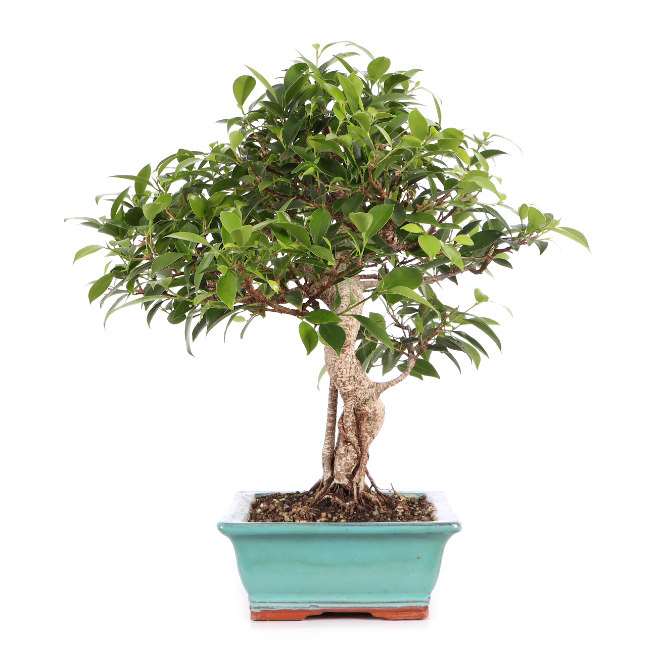 Ficus microcarpa 'Tiger Bark'