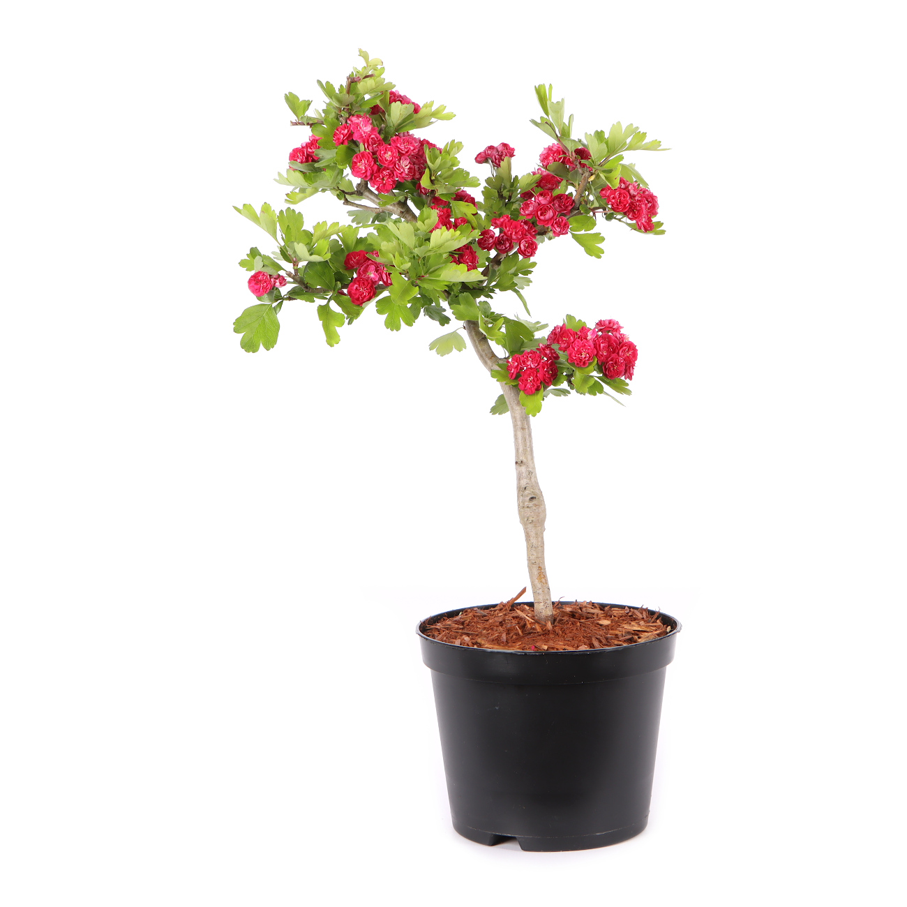 Crataegus laevigata 'Paul's Scarlet'