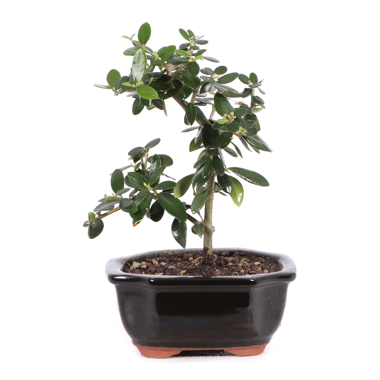 Olea europaea subsp. sylvestris