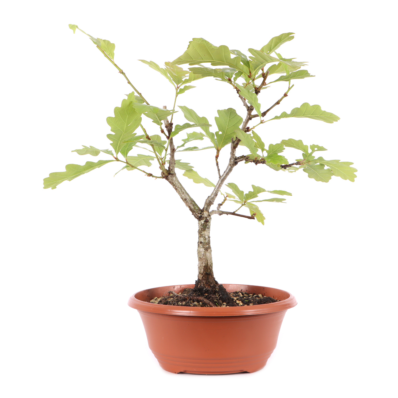 Quercus robur