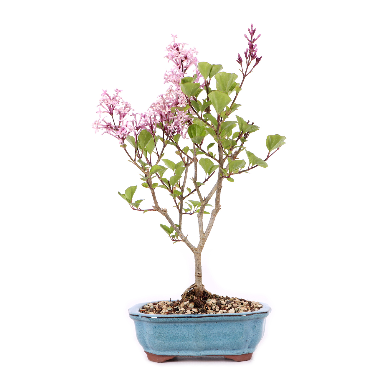 Syringa meyeri 'Palibin'
