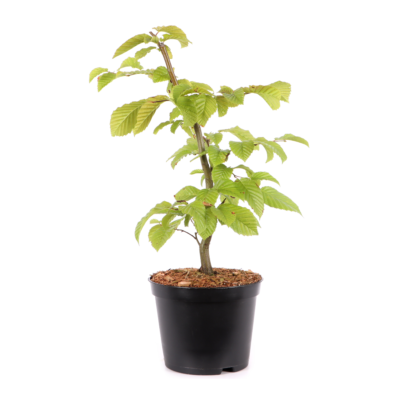 Carpinus betulus