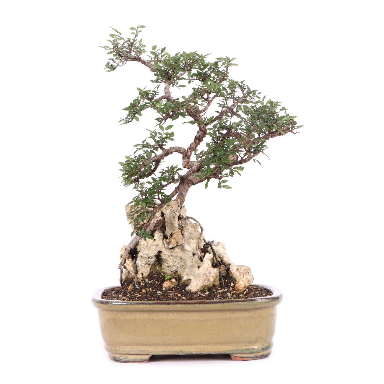 Ulmus parvifolia