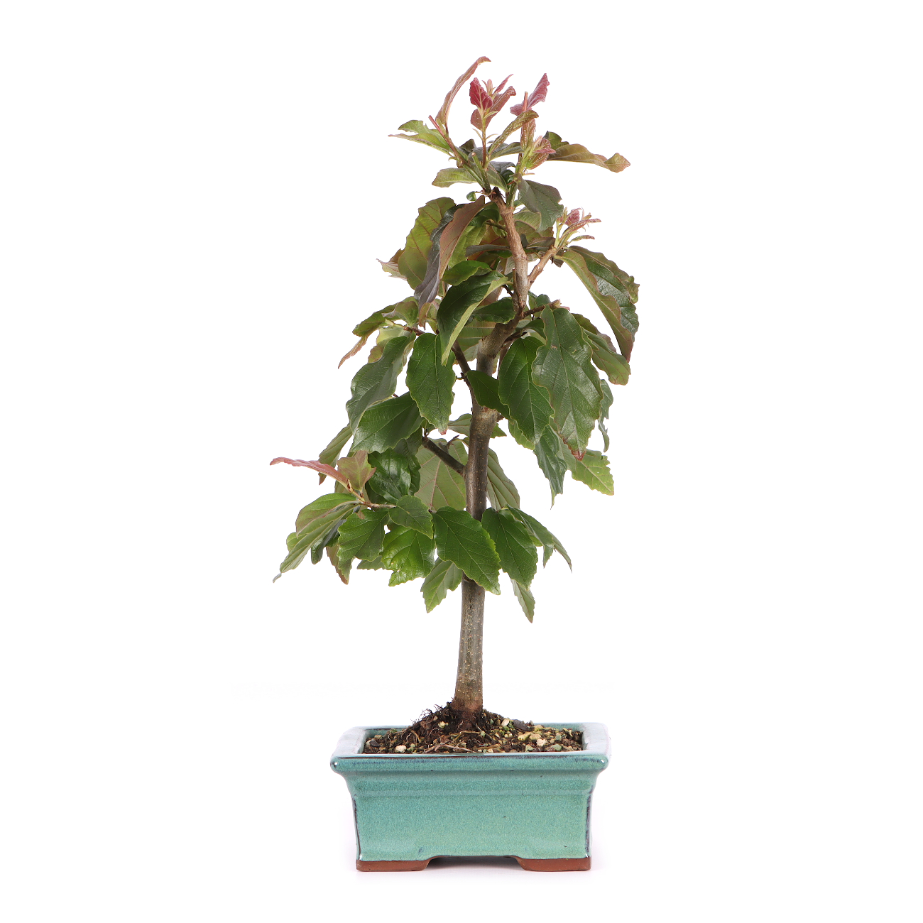 Parrotia persica 'Bella'