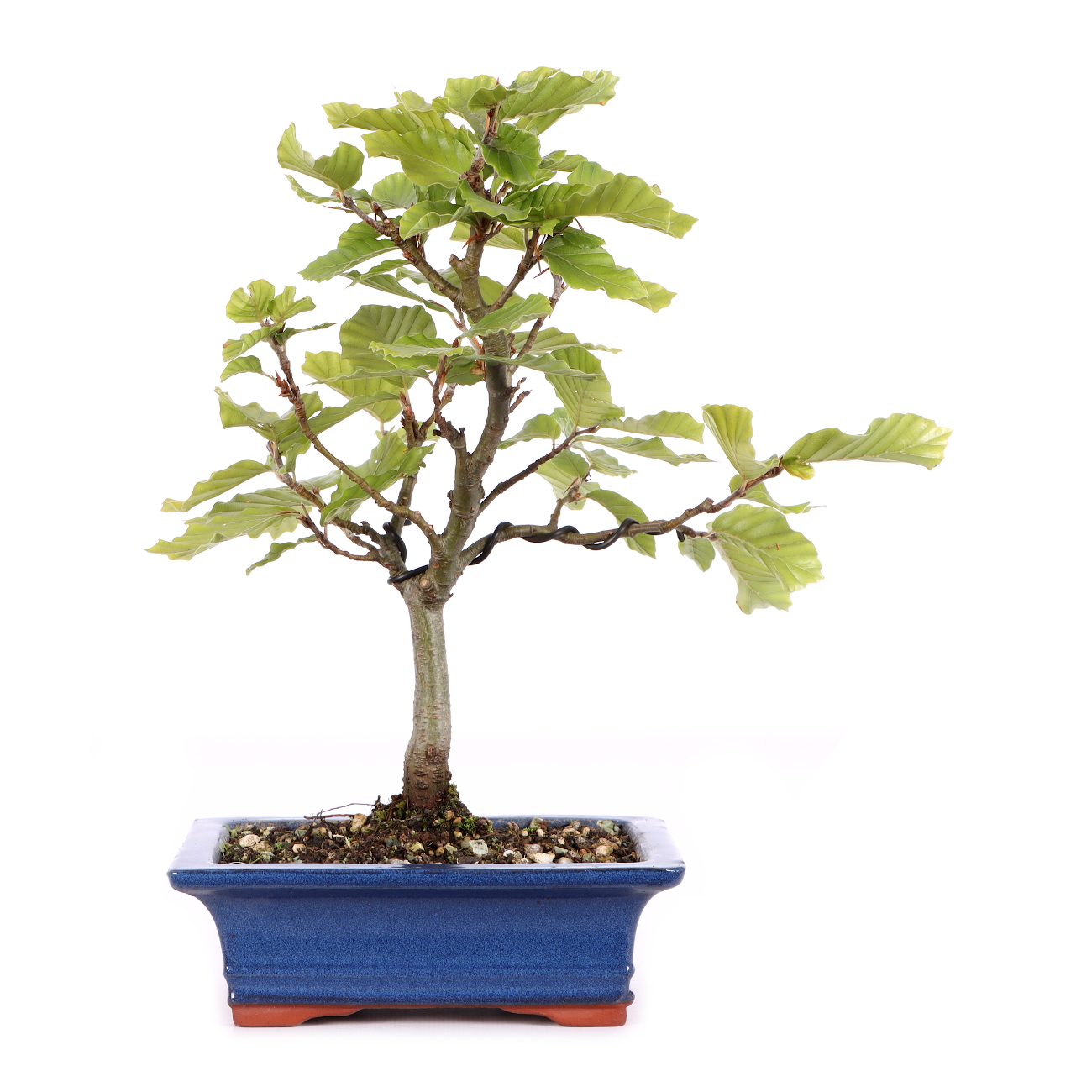 Fagus sylvatica