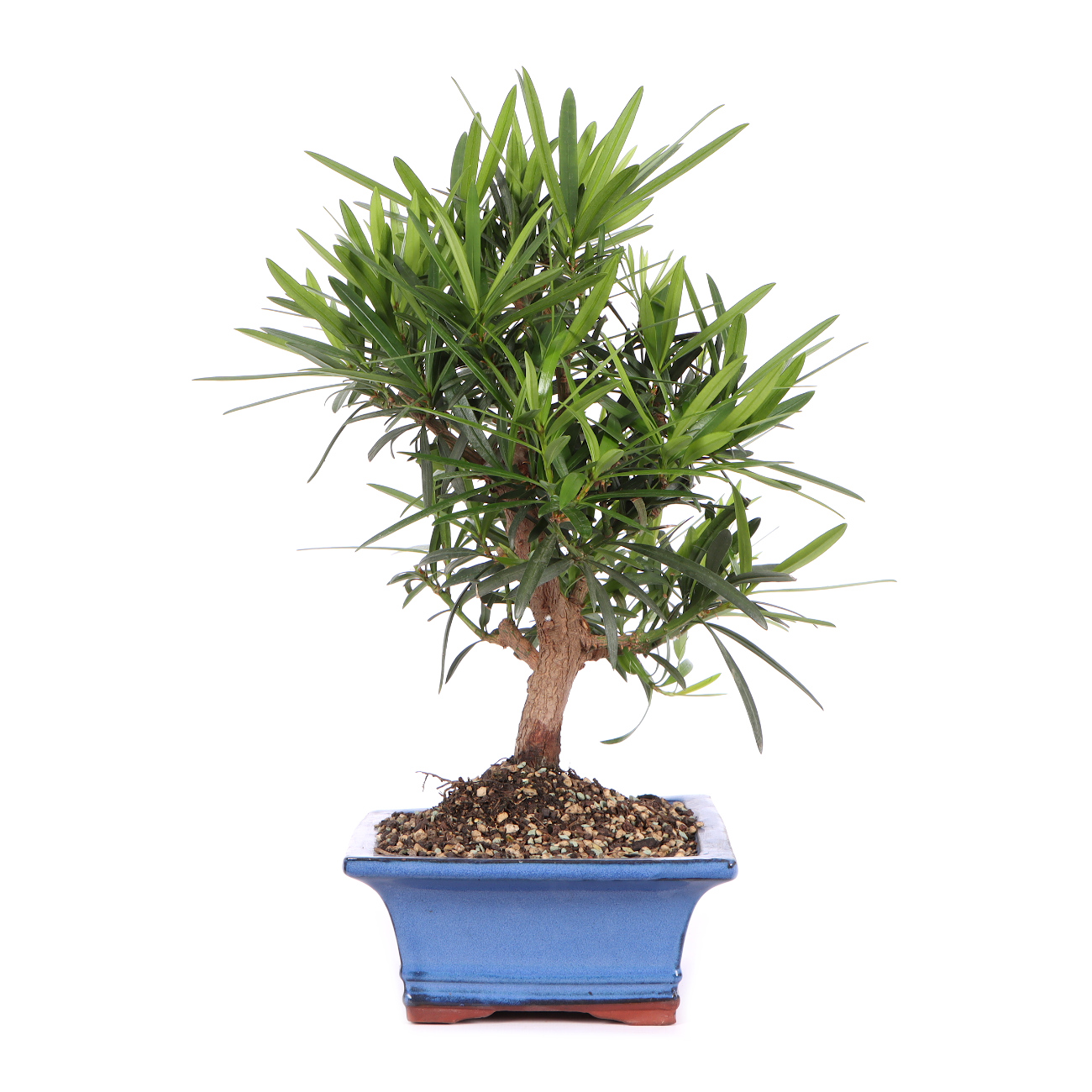 Seitenansicht rechts