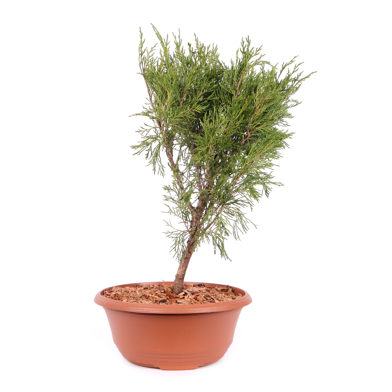 Seitenansicht rechts