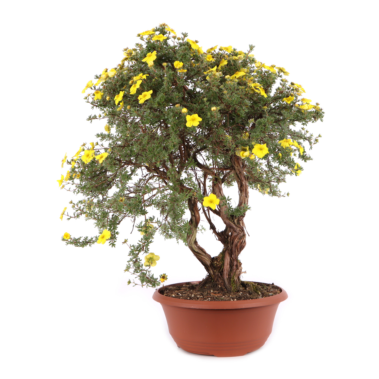 Potentilla fruticosa 'Kobold'