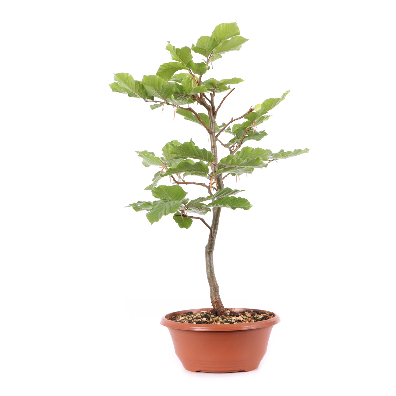 Fagus sylvatica