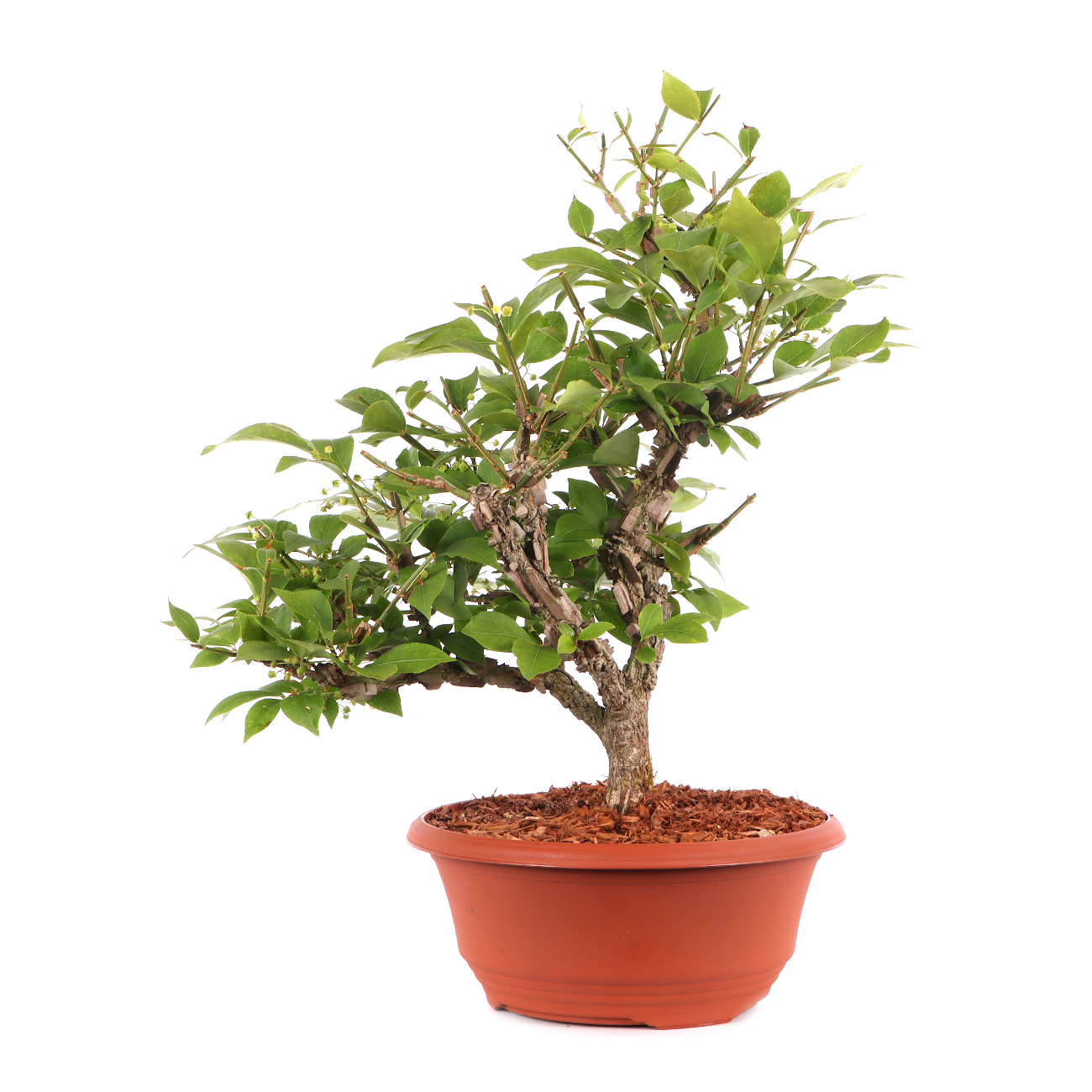 Euonymus alatus
