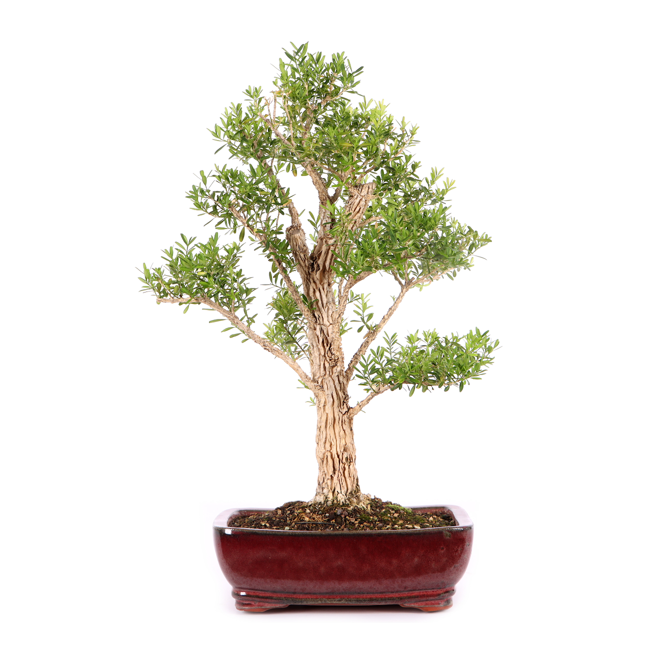 Buxus sinica var. sinica