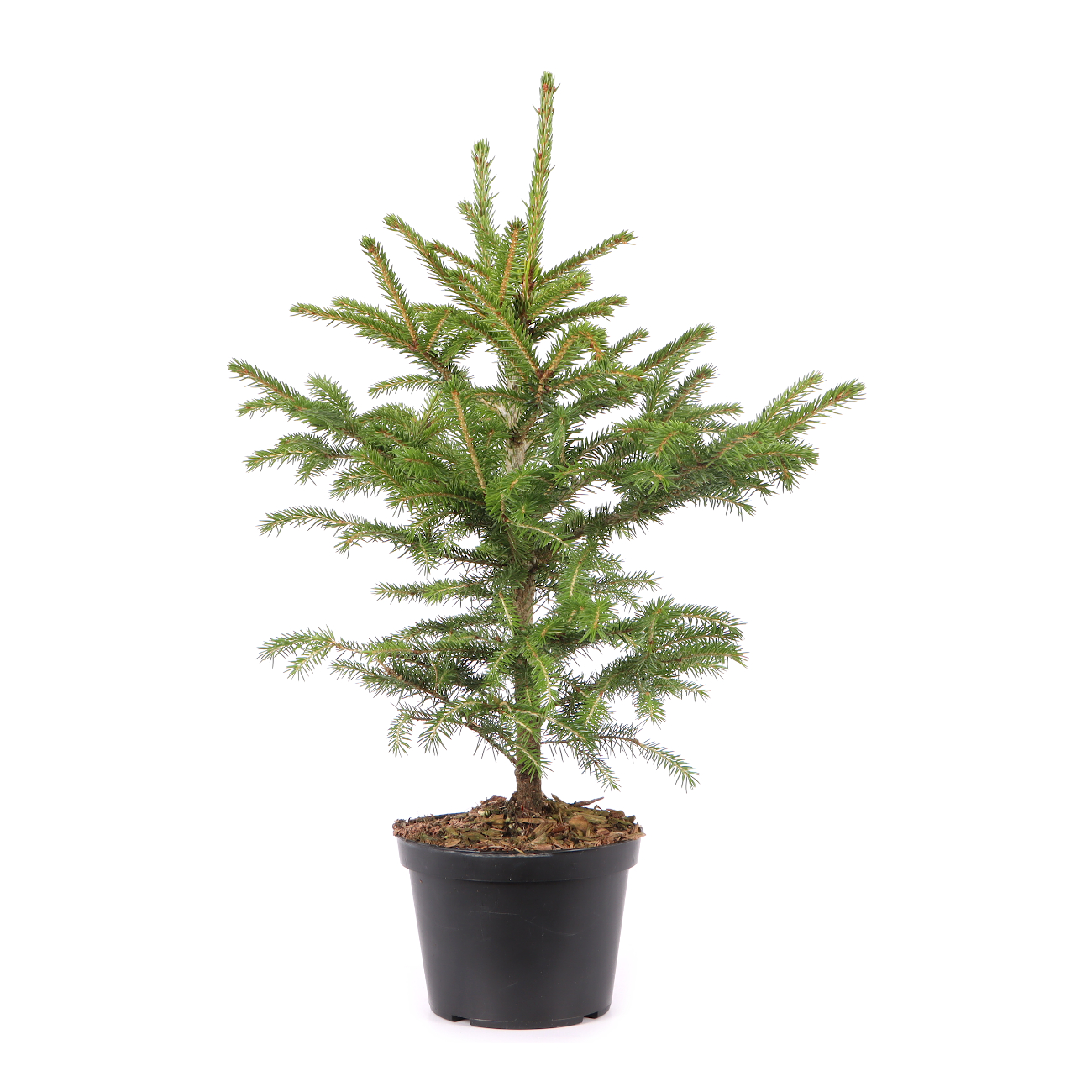 Picea orientalis