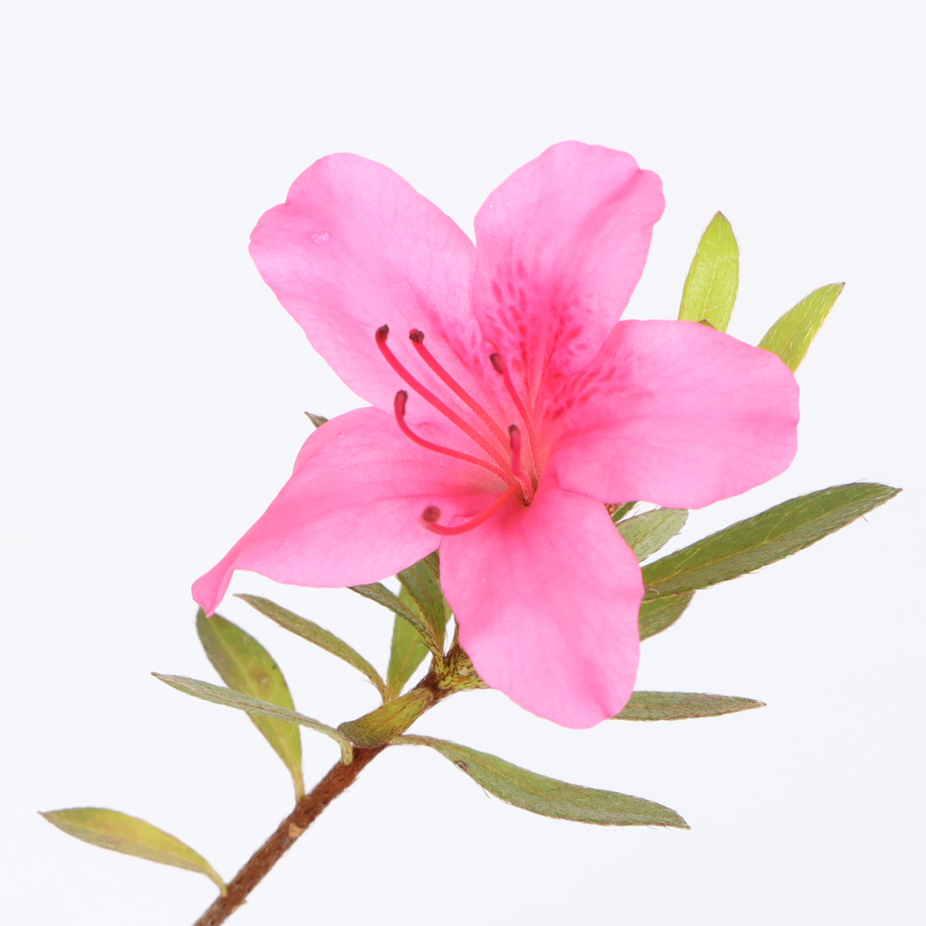 Rhododendron indicum 'Daiseiko'