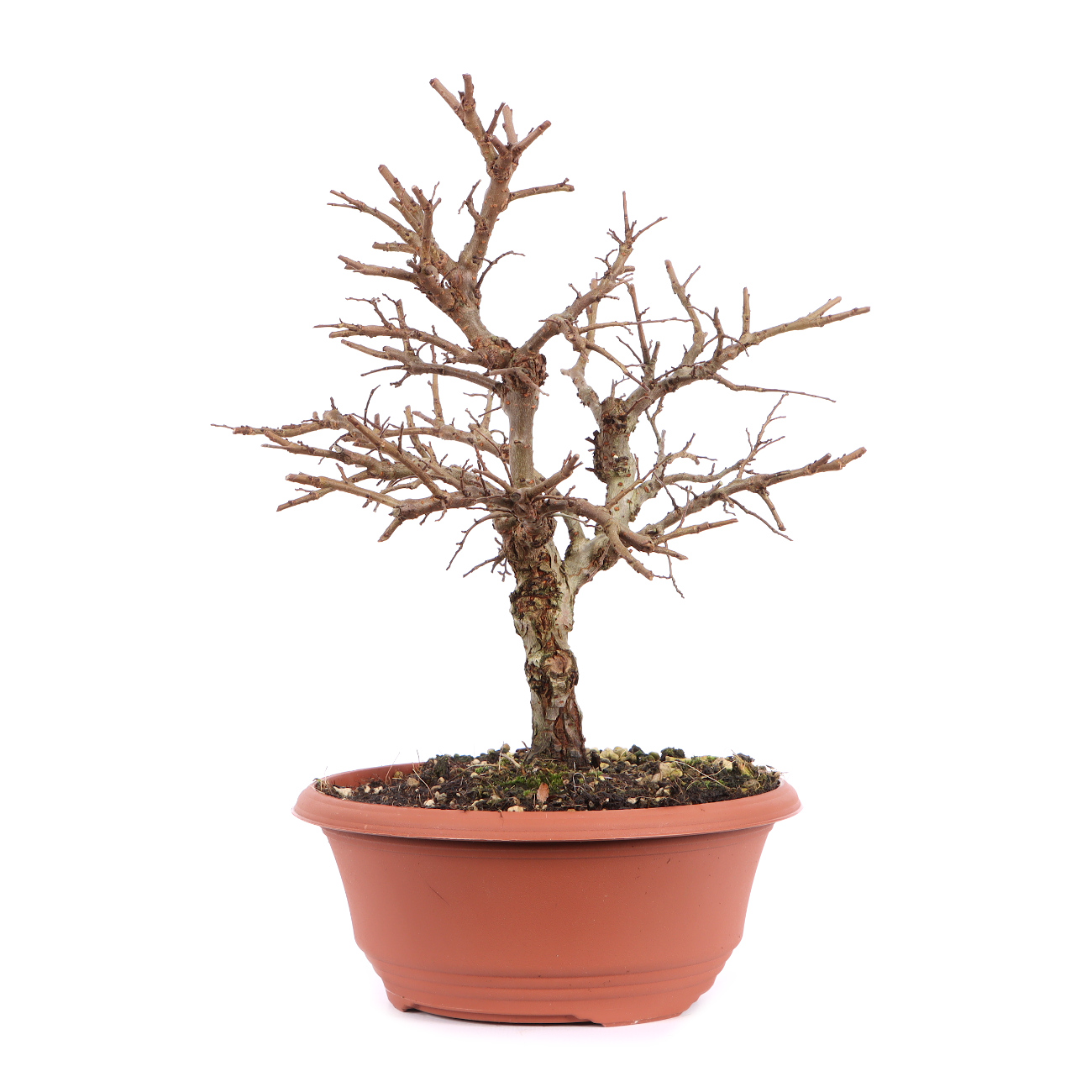 Seitenansicht rechts