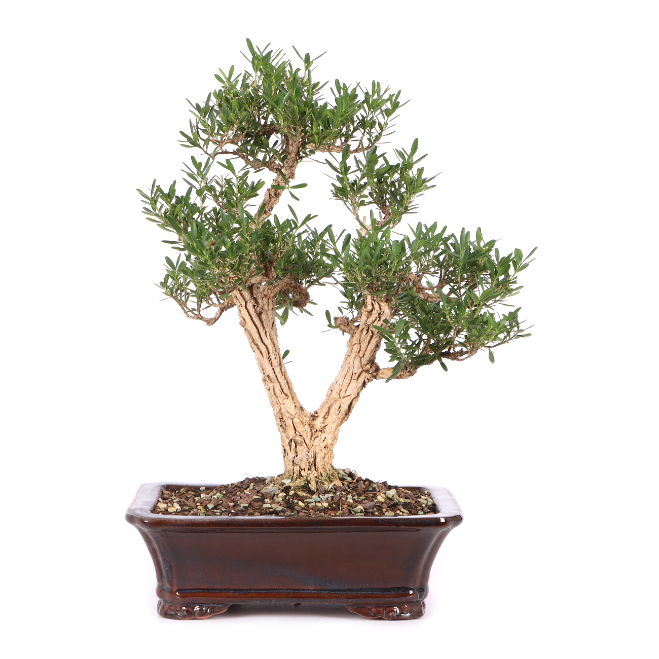 Buxus sinica var. sinica