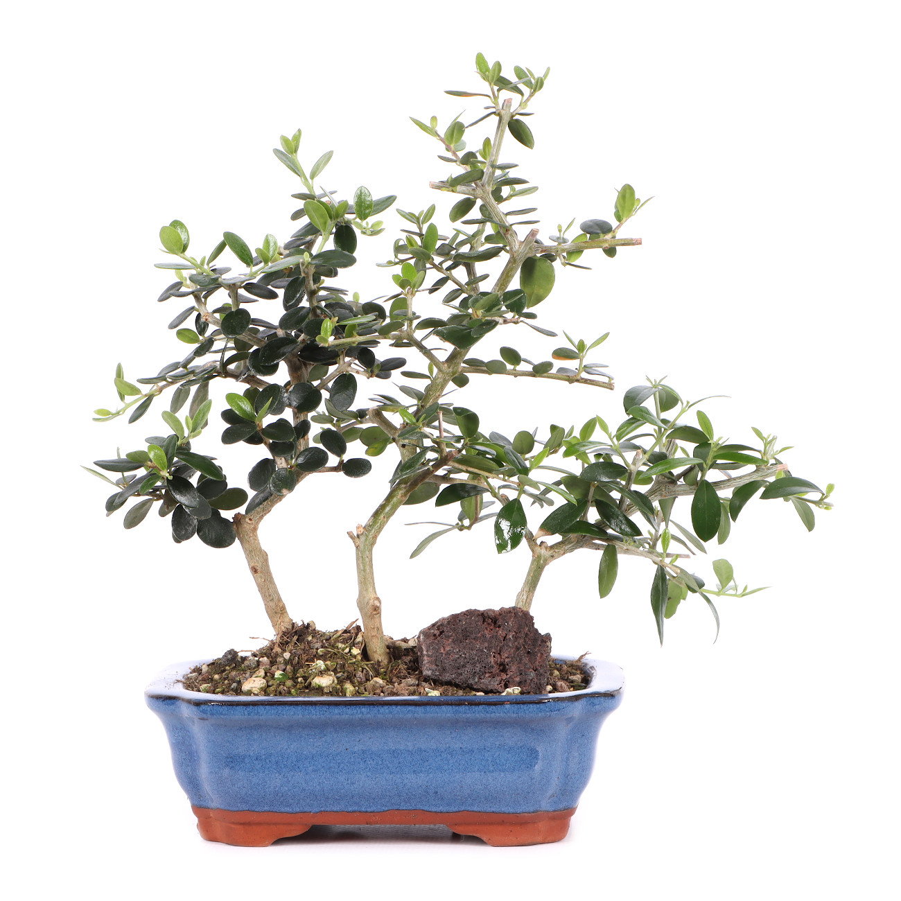 Olea europaea subsp. sylvestris