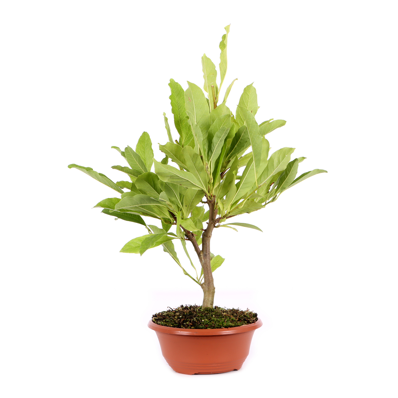 Magnolia stellata 'Royal Star'
