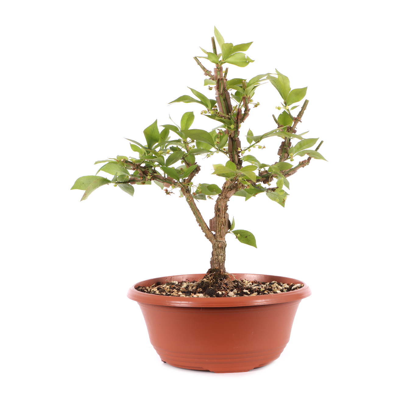 Euonymus alatus