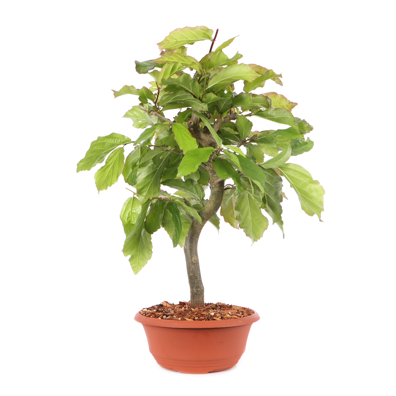 Parrotia persica 'Bella'