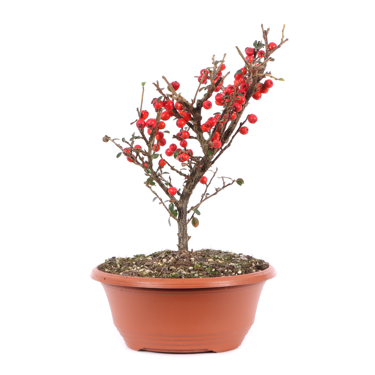 Cotoneaster praecox