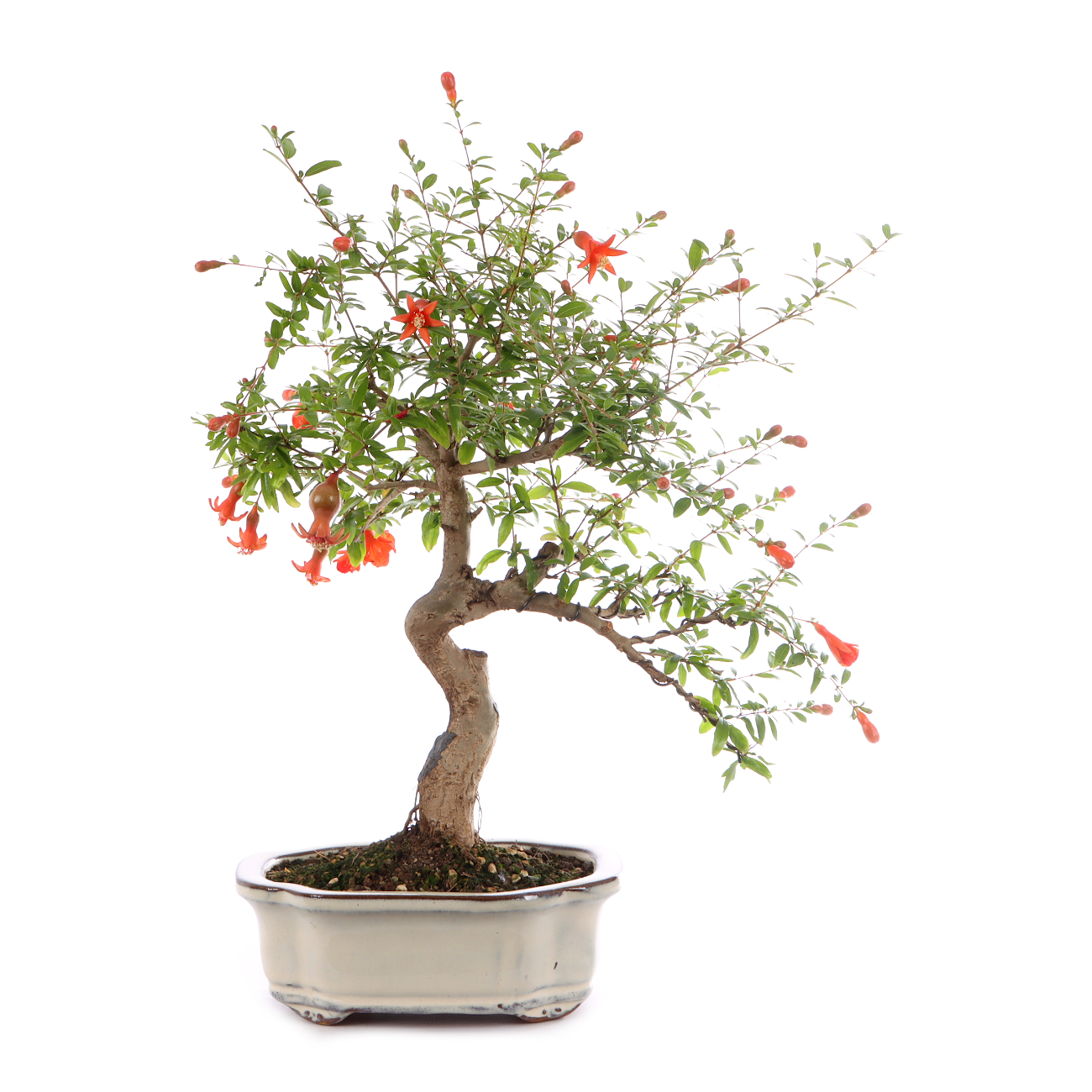 Punica granatum 'Nana'