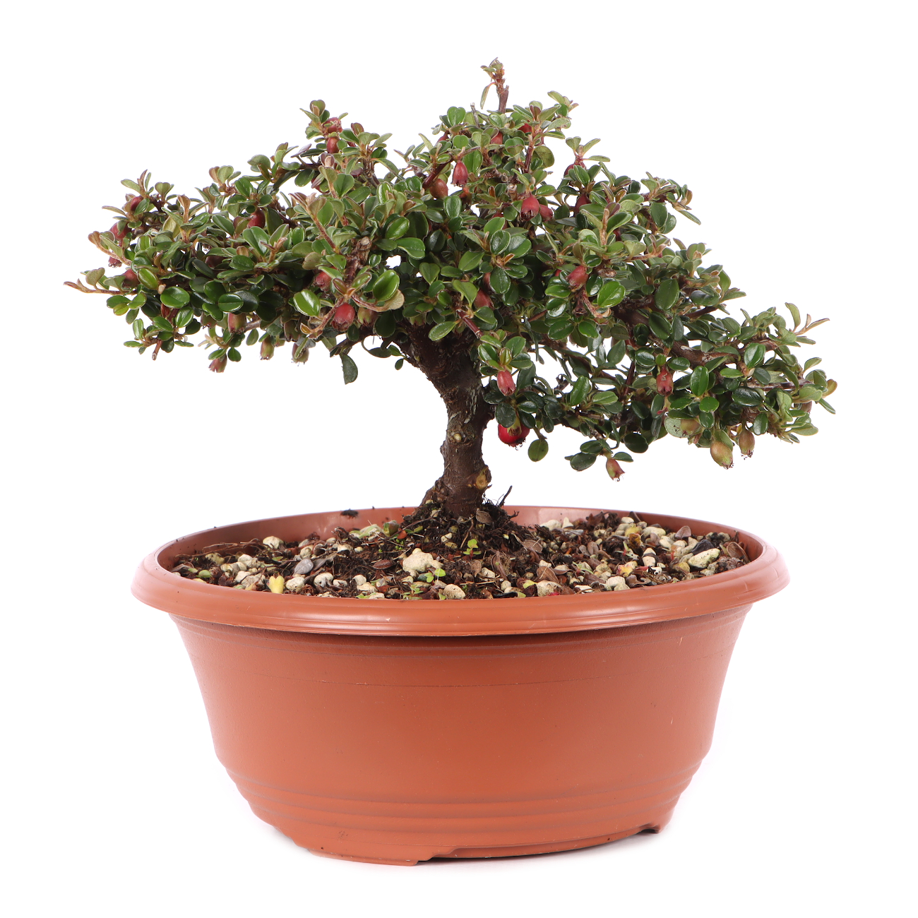 Cotoneaster microphyllus 'Cochleatus'
