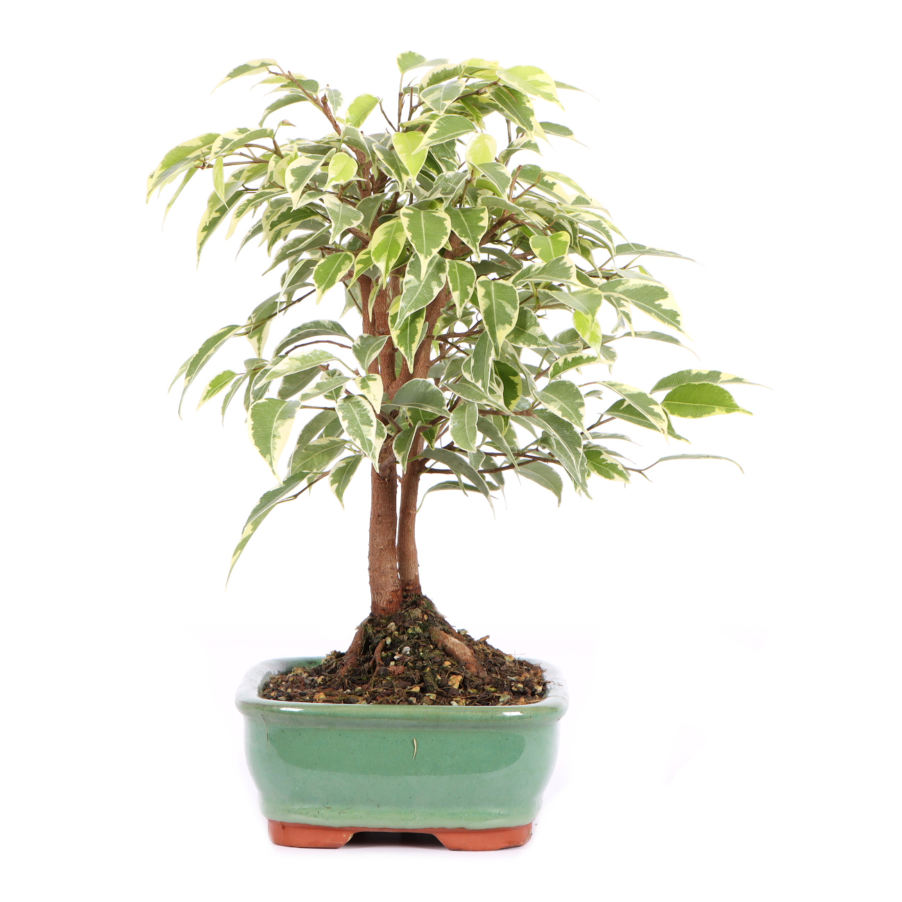 Seitenansicht rechts