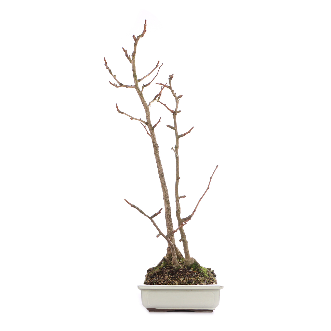 Ginkgo biloba