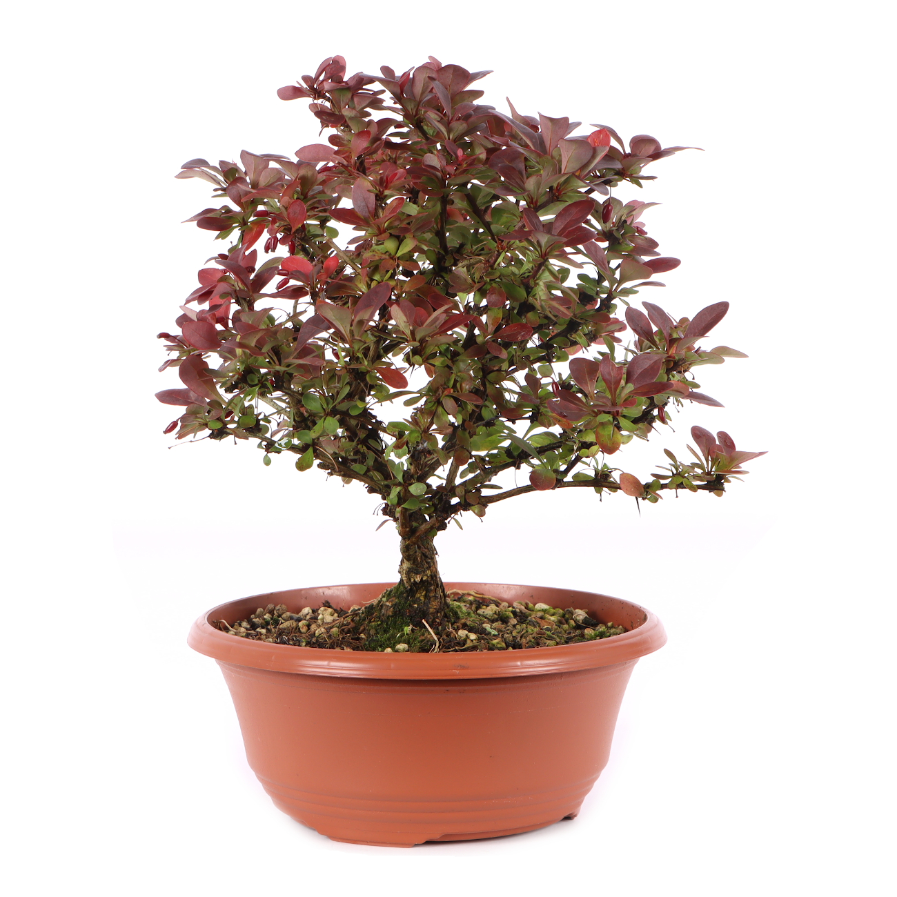 Berberis thunbergii 'Atropurpurea Nana'