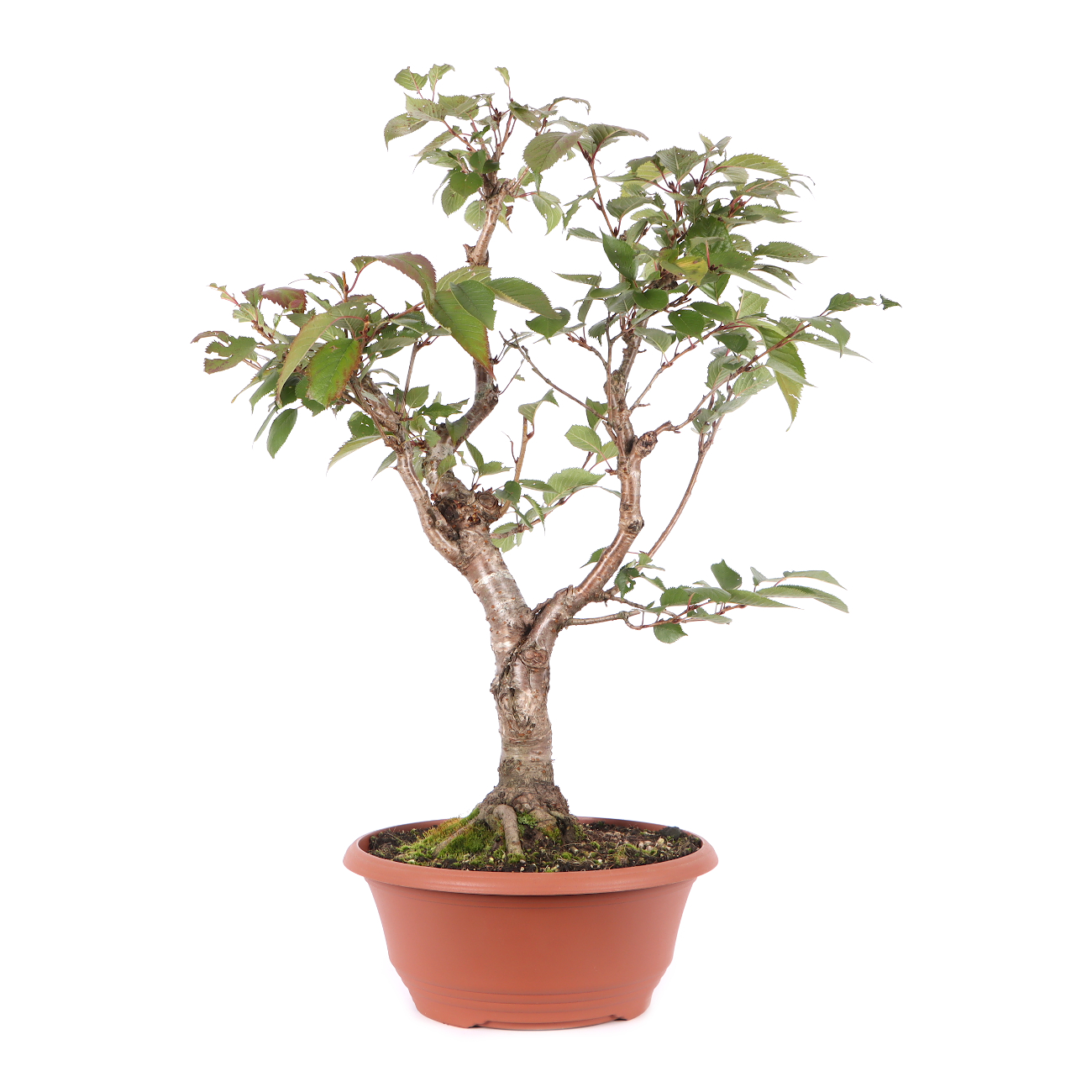 Prunus 'Accolade'