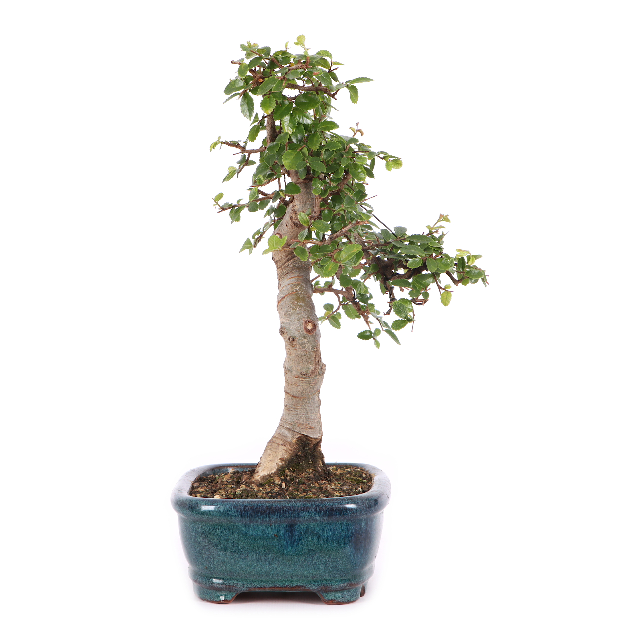 Ulmus parvifolia