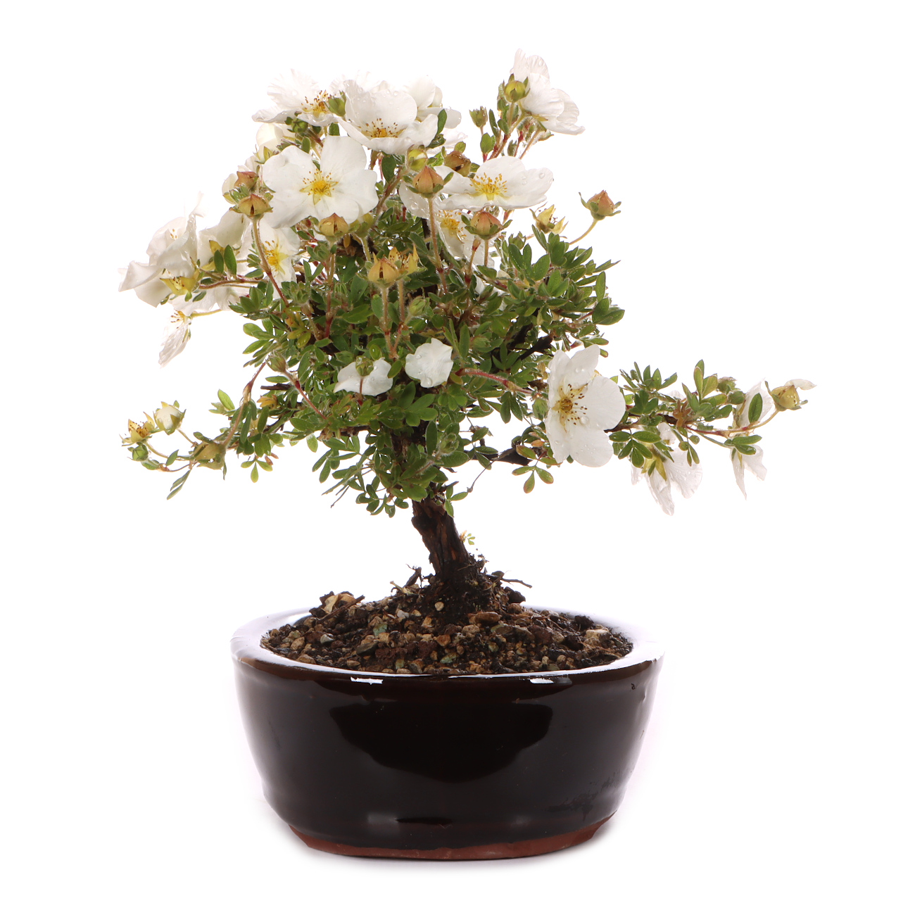 Potentilla fruticosa 'Abbotswood'