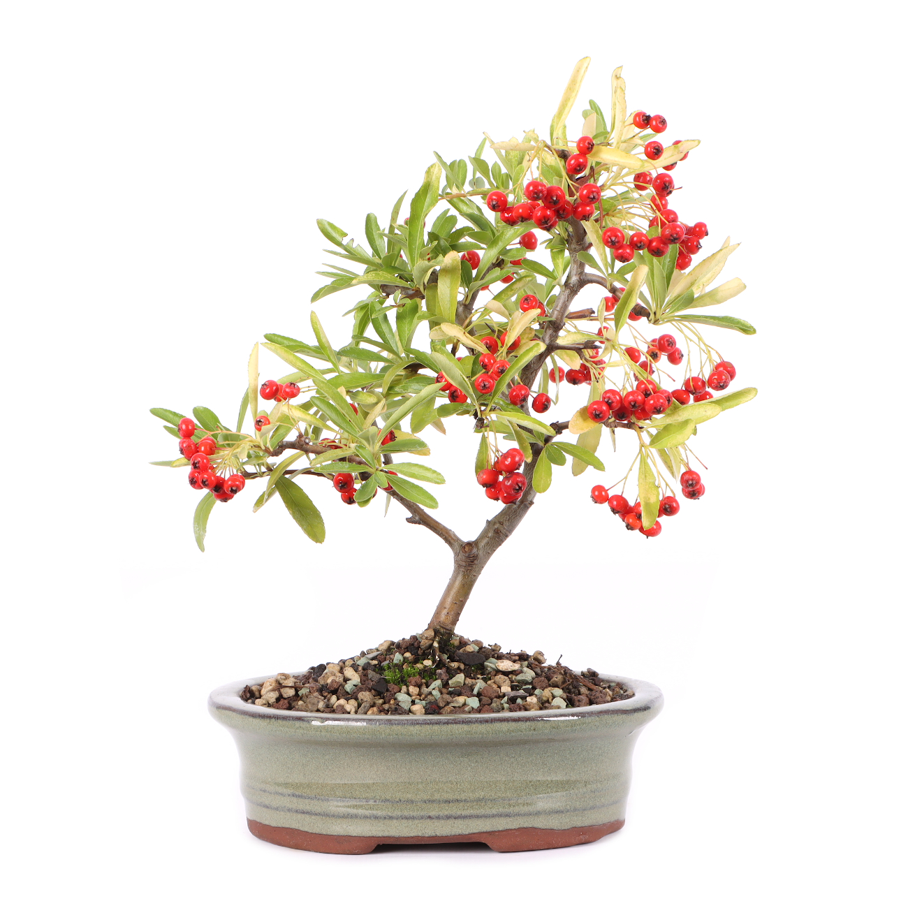 Pyracantha angustifolia
