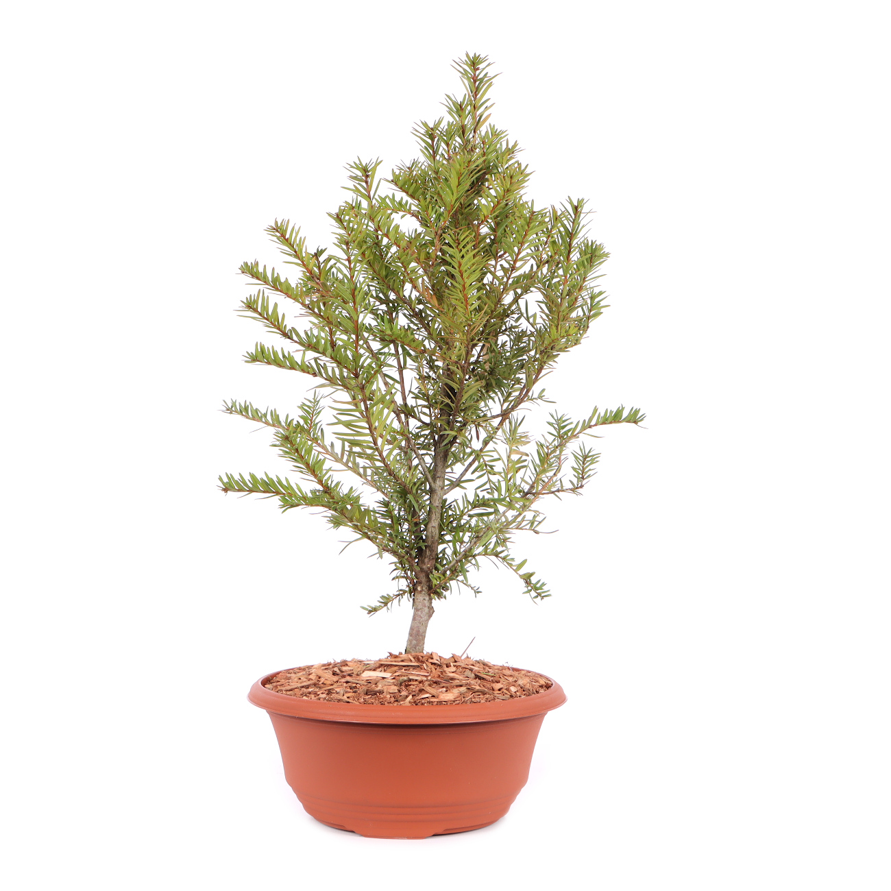 Taxus baccata