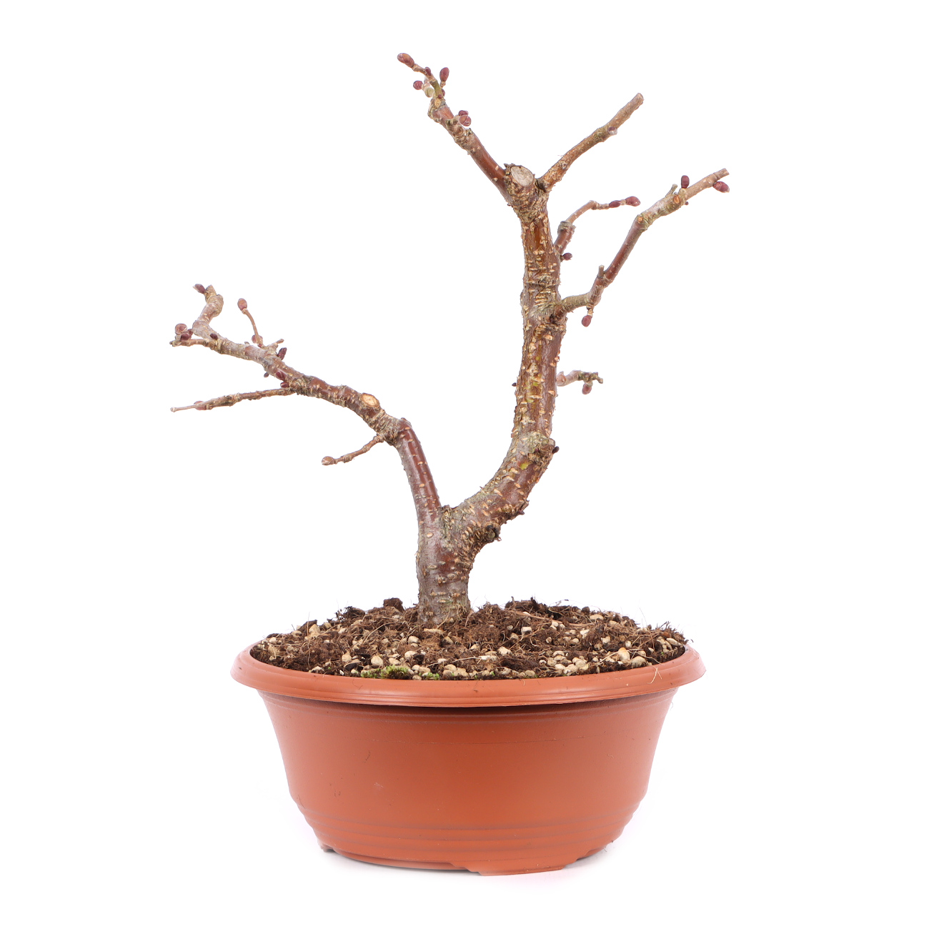 Corylus avellana 'Rotblättrige Zellernuss'