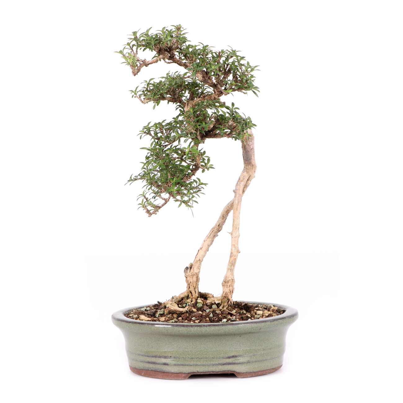 Serissa foetida 'Micro'