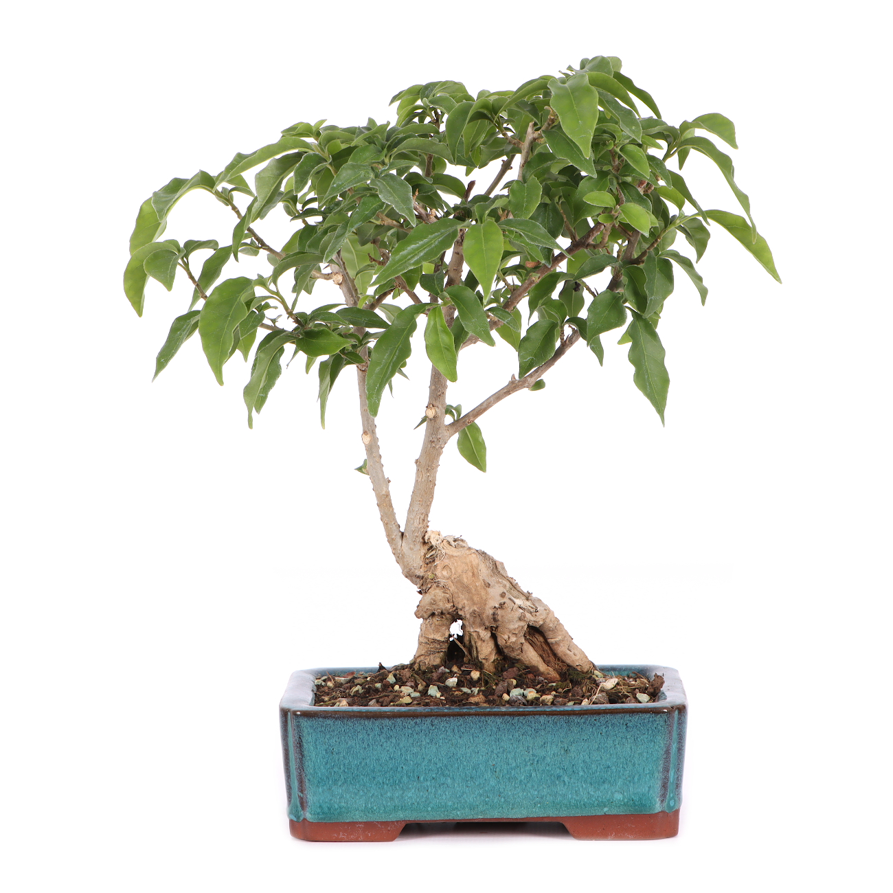 Bougainvillea glabra