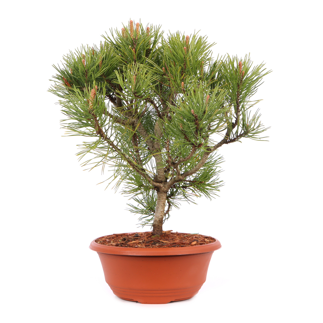 Pinus mugo subsp. uncinata