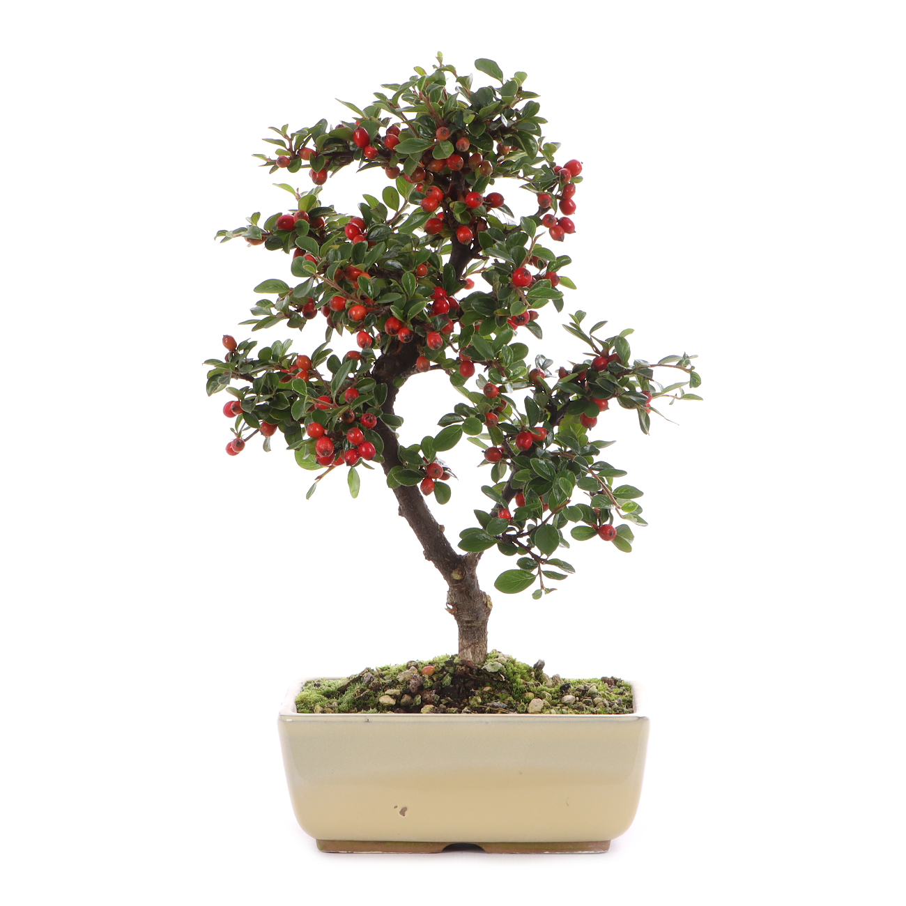 Cotoneaster praecox