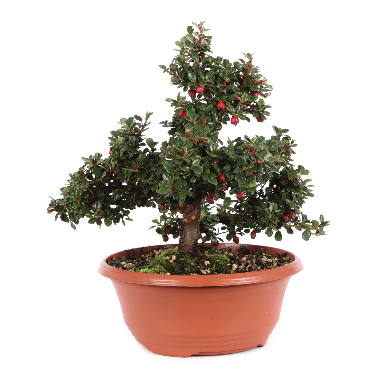 Cotoneaster microphyllus 'Cochleatus'