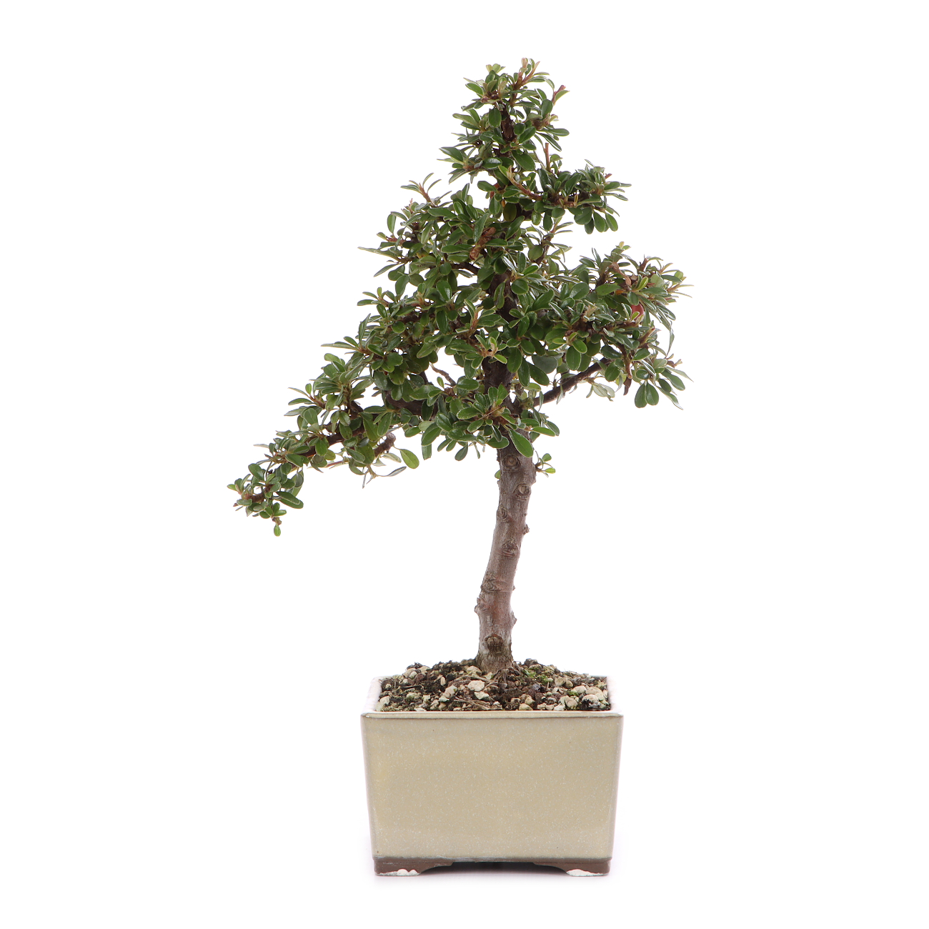 Cotoneaster dammeri 'Skogholm'