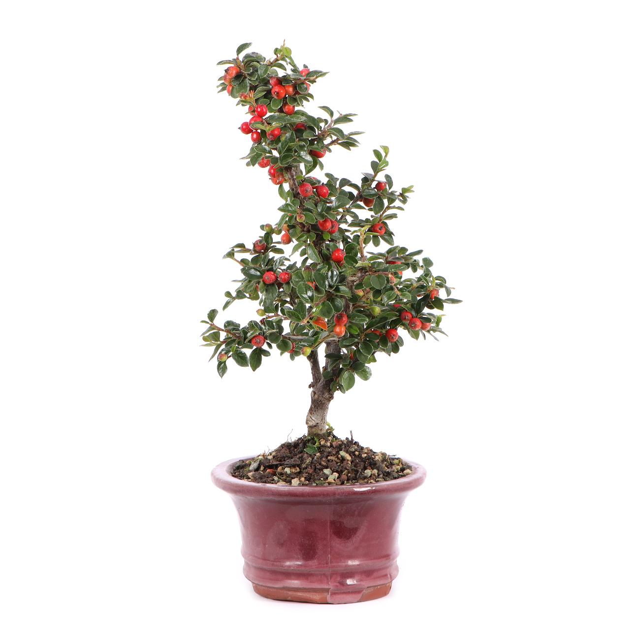 Cotoneaster praecox | 1142-K-26-0220