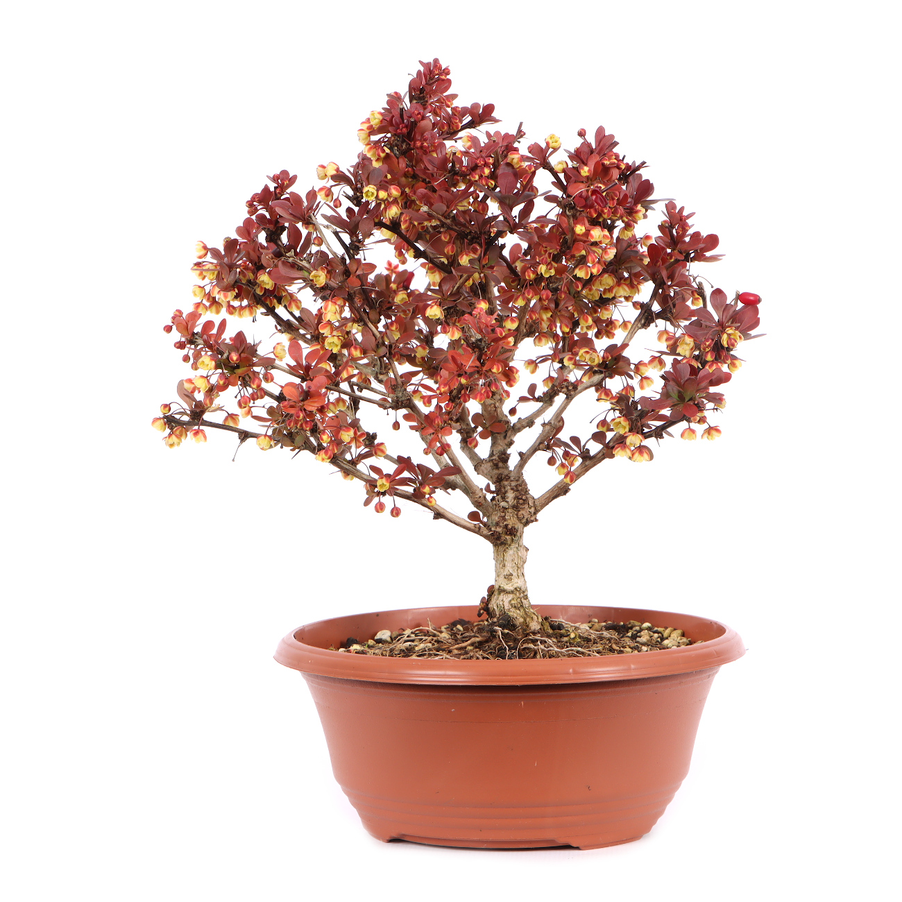 Berberis thunbergii 'Atropurpurea Nana'