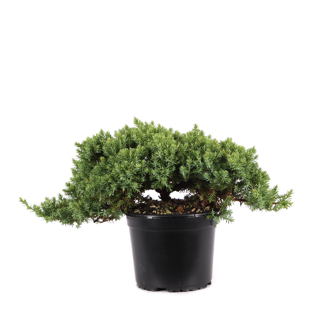 Juniperus procumbens 'Nana'