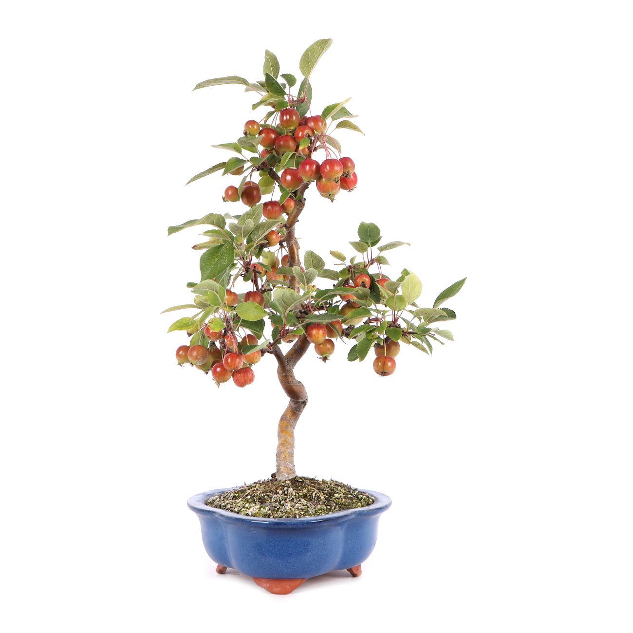 Seitenansicht rechts