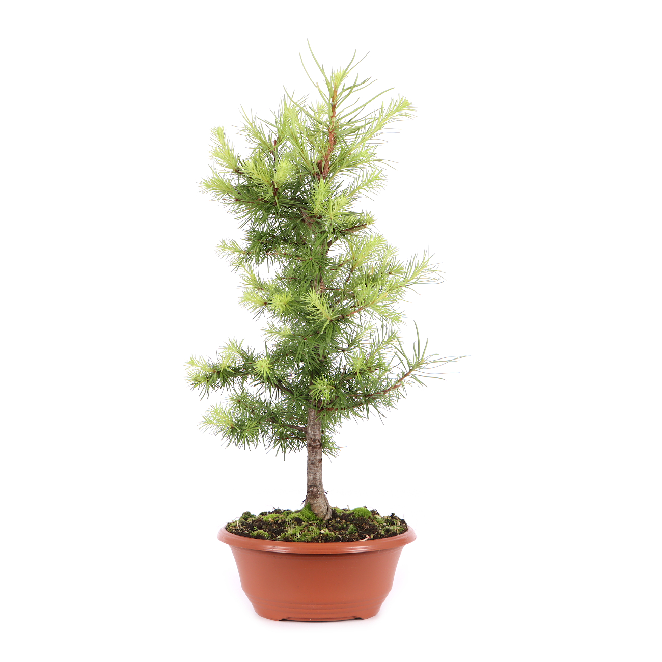 Larix kaempferi