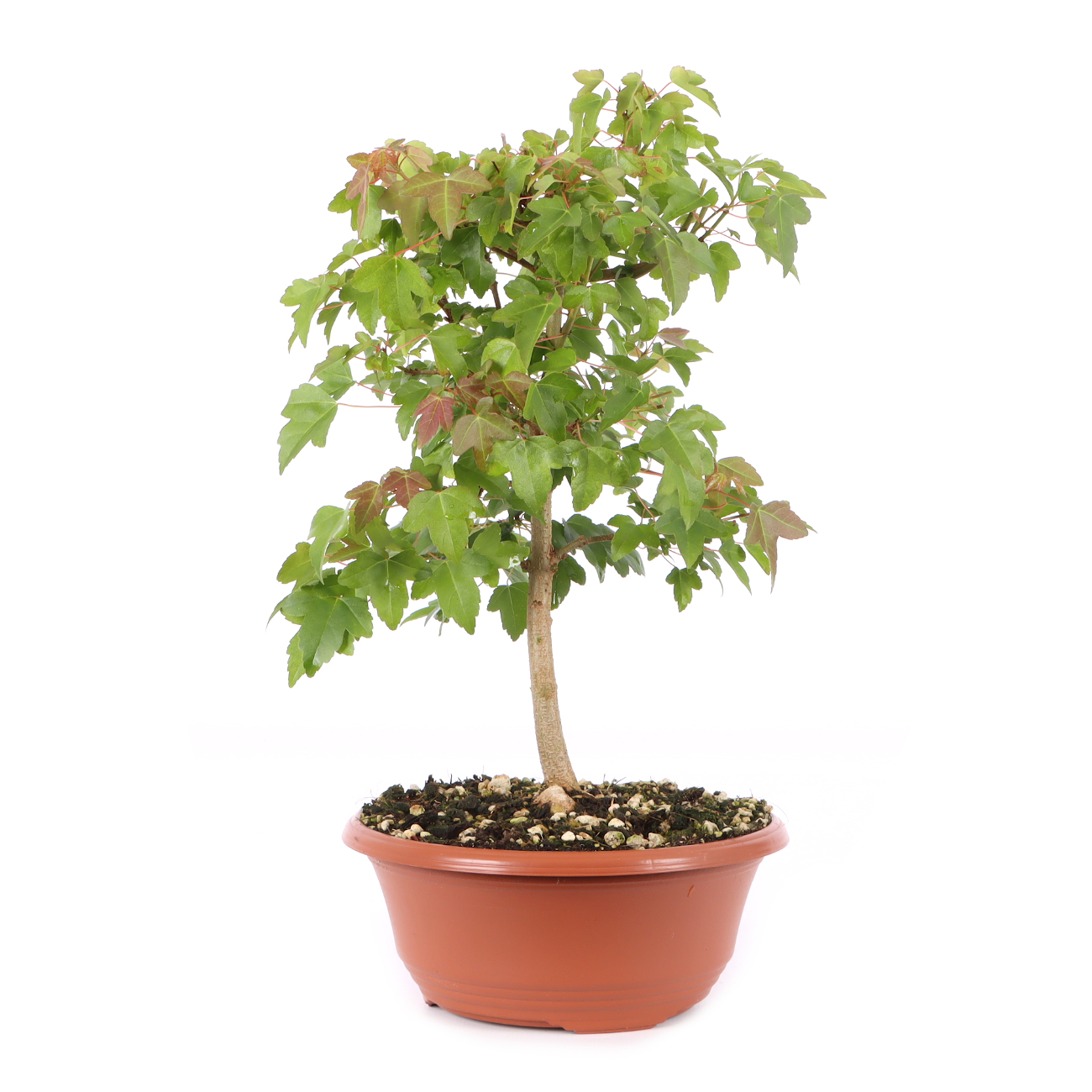 Acer buergerianum