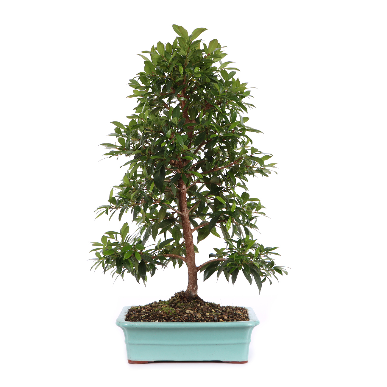 Syzygium paniculatum